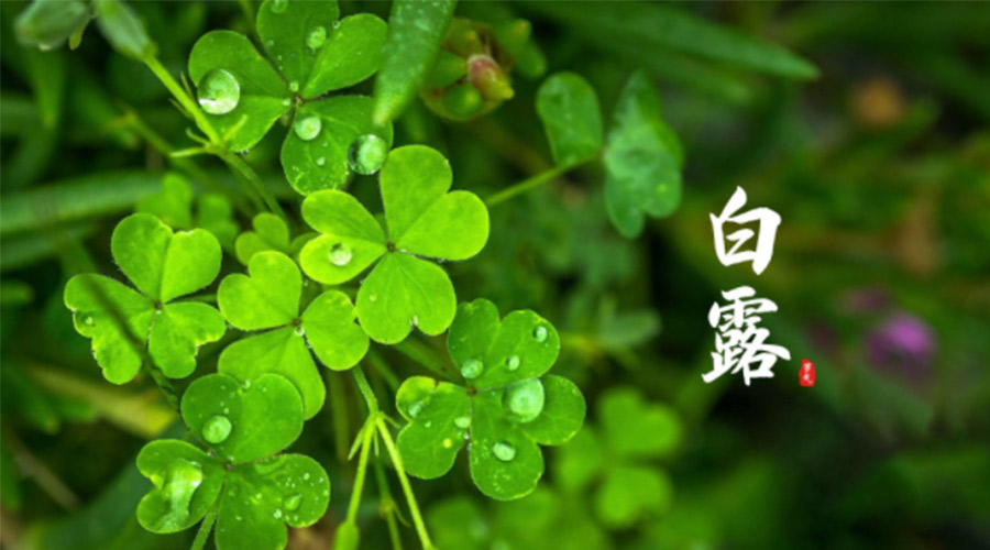 白露時(shí)節(jié)！ 金環(huán)電器提醒大家要注意這些事項(xiàng)